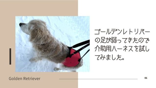 散歩嫌いの大型犬を上手に散歩させるコツを解説します チメブロ