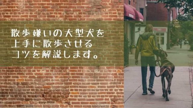 散歩嫌いの大型犬を上手に散歩させるコツを解説します。